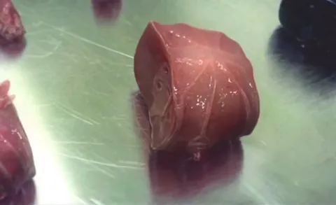 Oscar the modular “human” prototype