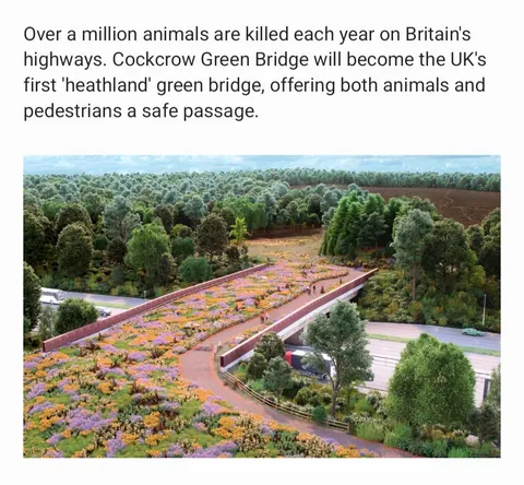 A bridge to survival