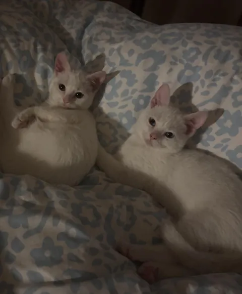 I just blinked and now my boys are so big☹️