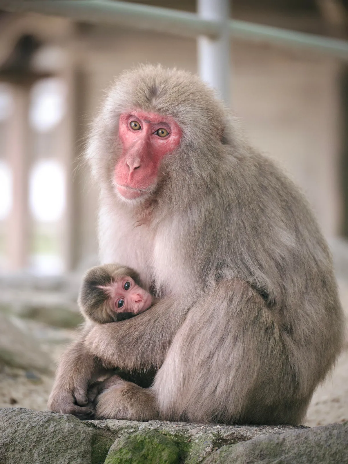 Exploring Japan… As a Japanese Person