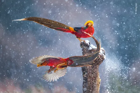 🔥Two golden pheasants during the winter. Credit to Qiang Guo