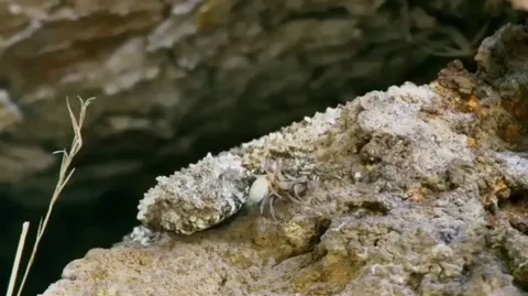🔥 The spider-tailed horned viper uses the tip of its tail to lure birds.