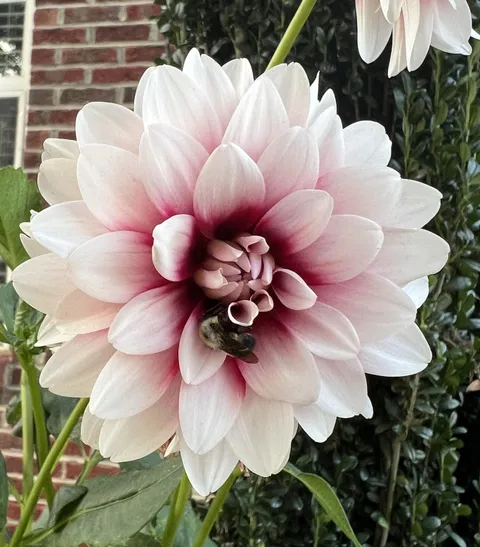 A bumblebee napping on my dahlia! She spent the night resting here