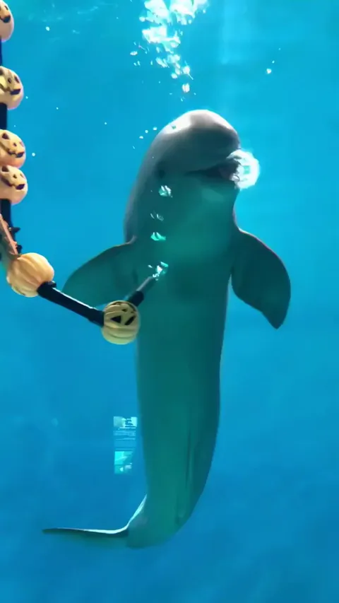 Dolphin blows air rings