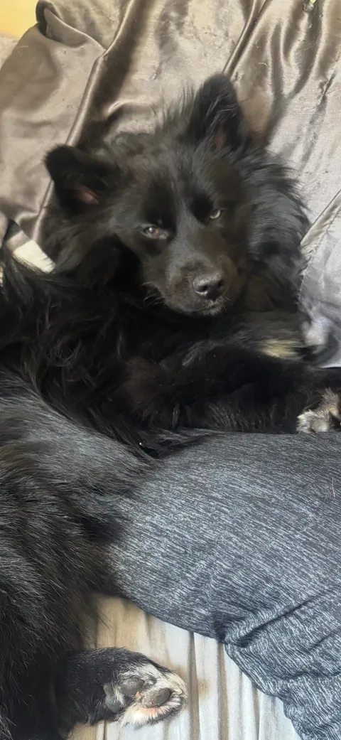 The many faces of a goofy 1 year old Australian Sheppard / American Eskimo (Auskimo?)