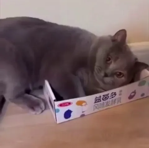 If I don’t fits, I still sits.
