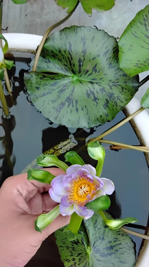 Some rare varieties of water lilly in my garden