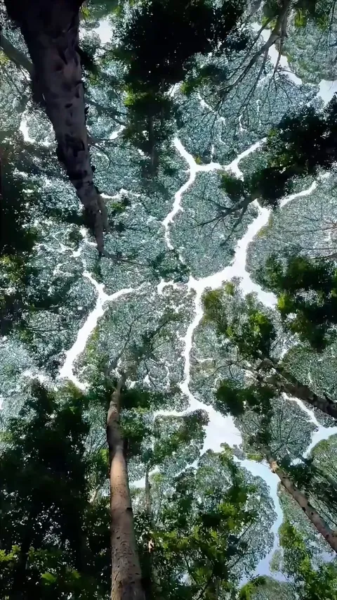 the way these forest fragments look like cells