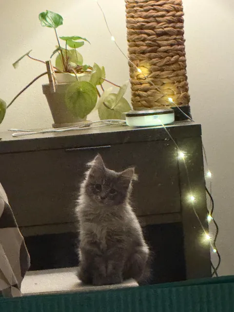 our new kitten, Zuppa🥰