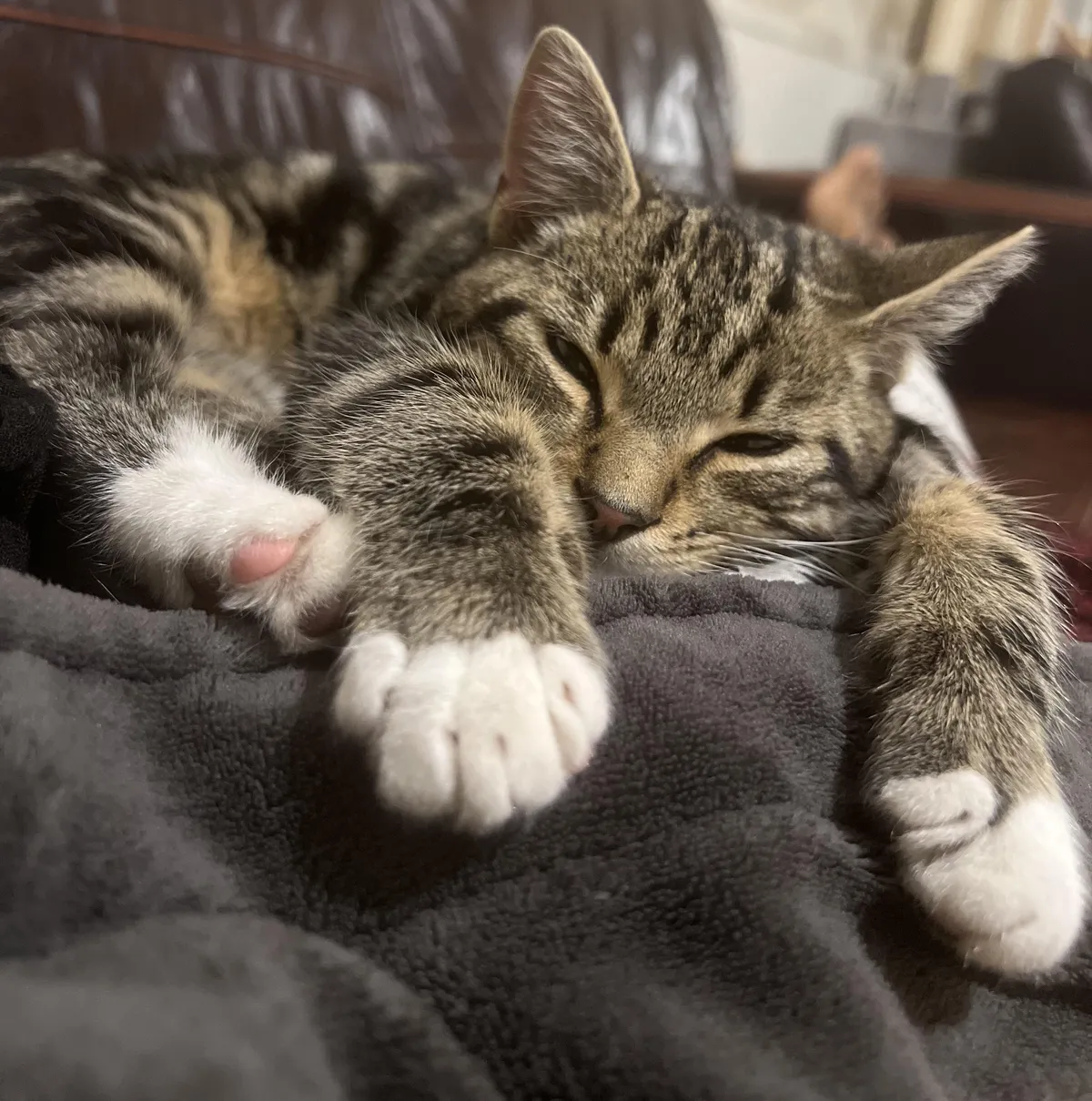 Why do cats smell so good? Better yet… HOW do they smell so good?