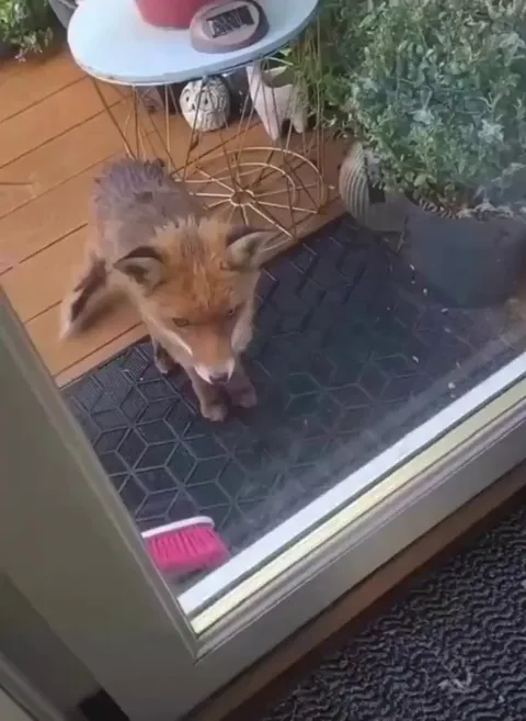 A woman gave a hungry fox food and he came back with friends 