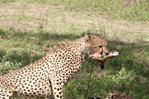 Young cheetah with the head of an impala fawn it just caught