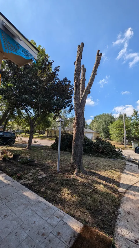 Landlord sent someone over to give the pecan tree a "trim"