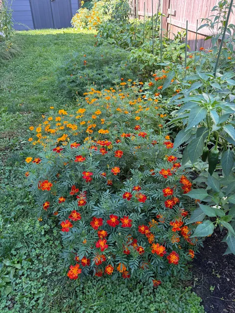 Marigolds (the super plant)