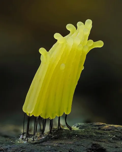 🔥 The infinitesimal, alien world of slime molds 🔥