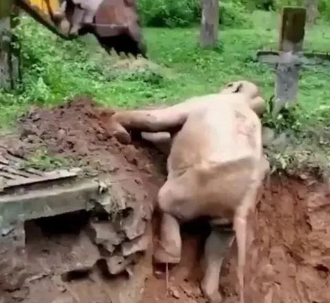 A rescued elephant returns to thank his rescuers