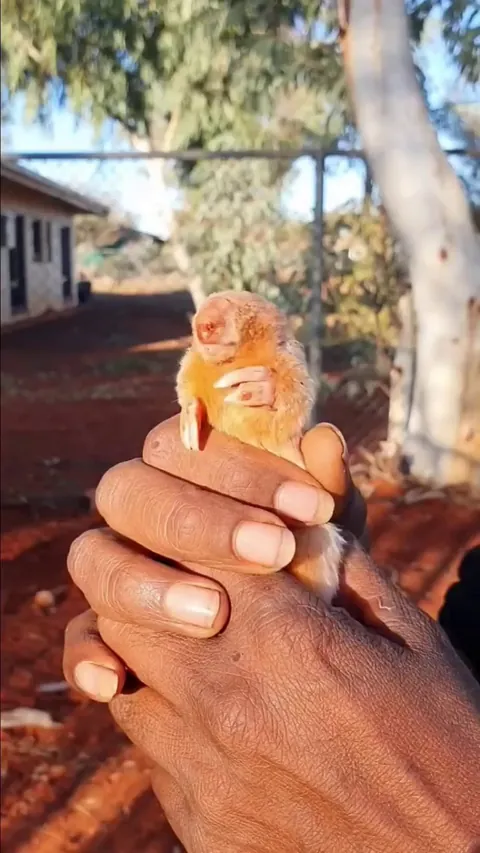🔥 Southern Marsupial Mole