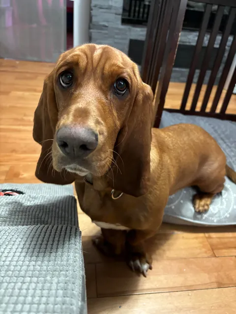 Judy has a black belt in puppy dog eyes