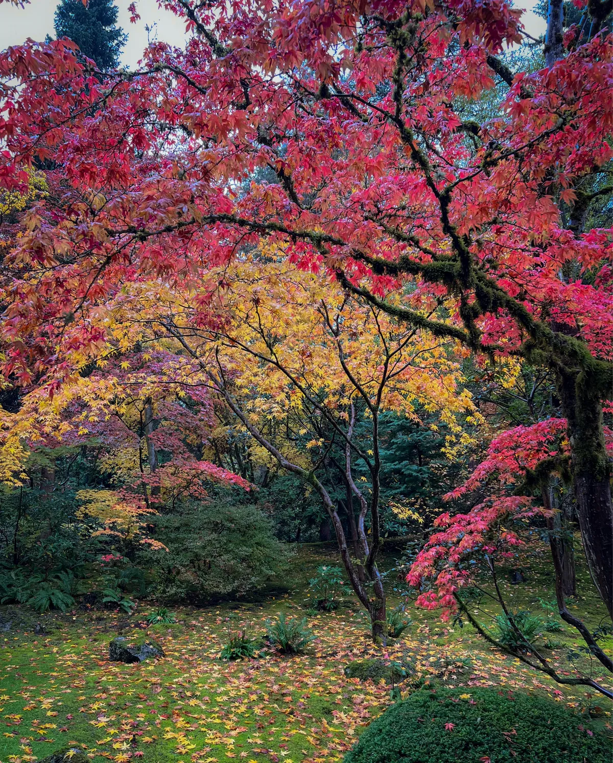 Fall in Seattle [OC] 2600x2000 