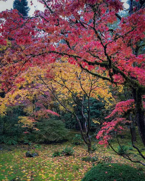 Fall in Seattle [OC] 2600x2000 
