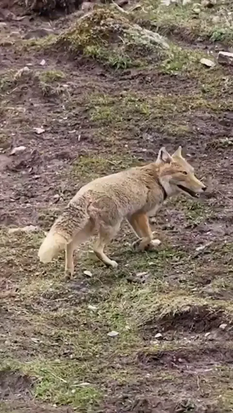 The distinctive appearance of the Tibetan fox