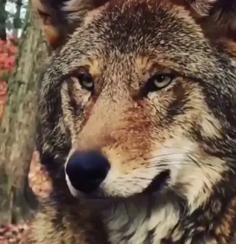 🔥 A gorgeous Red Wolf. The world’s most endangered canid. Only ~40 of these remain in the wild.