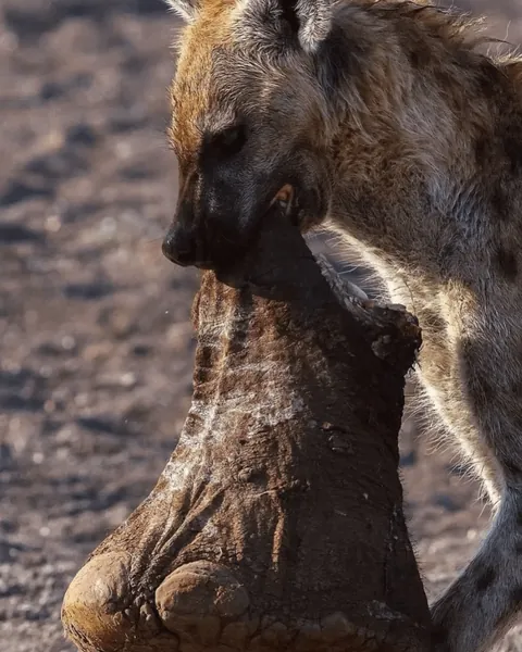 Hyena carrying an elephant foot