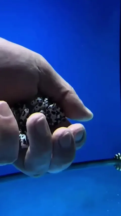 Why clownfish are not afraid of human hands?