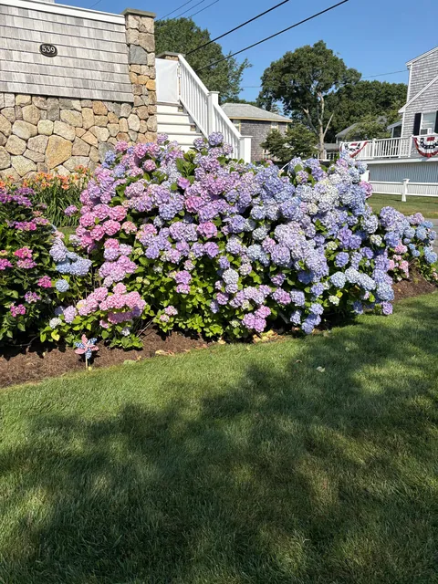 My mom’s hydrangea down the cape! Happy 4th to those who celebrate!