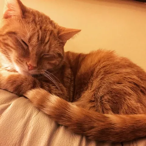 I said goodbye to my best friend this morning, and I’m having trouble believing I made the right choice