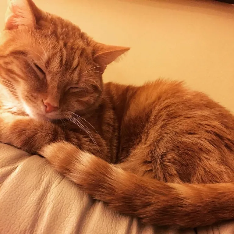 I said goodbye to my best friend this morning, and I’m having trouble believing I made the right choice