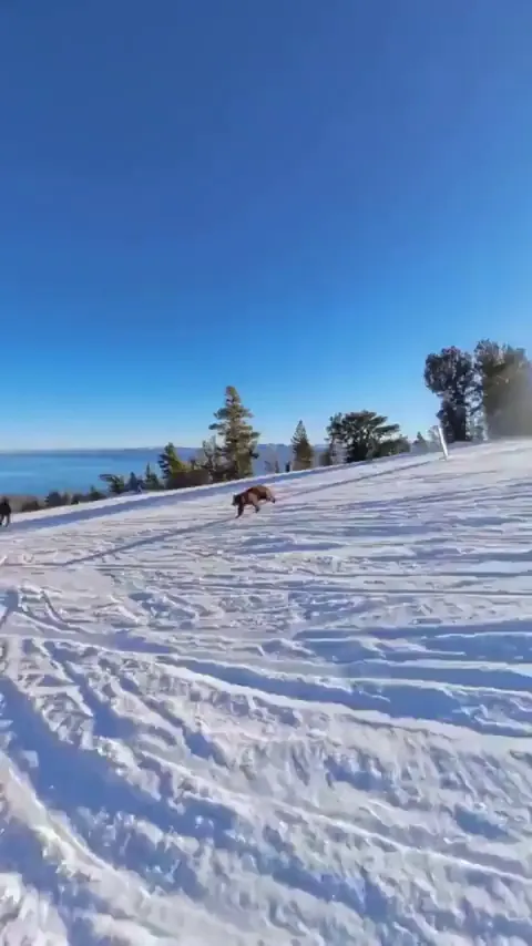 🔥Mind if I drop in?🐻