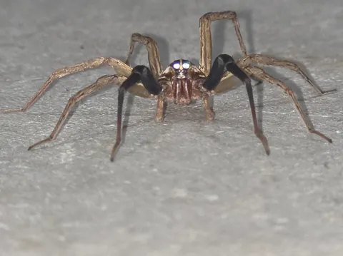 Was in garage when this wolf spider dropped by. It was chill and let me take a bunch of close-ups