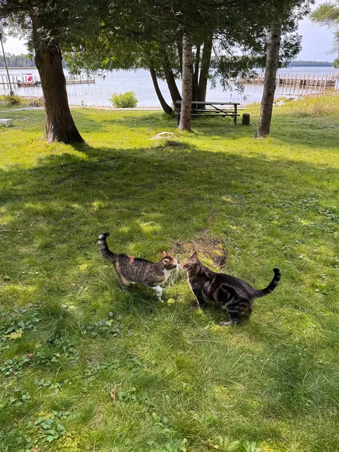 Got my boy a little sister. I think they’re happy together ❤️