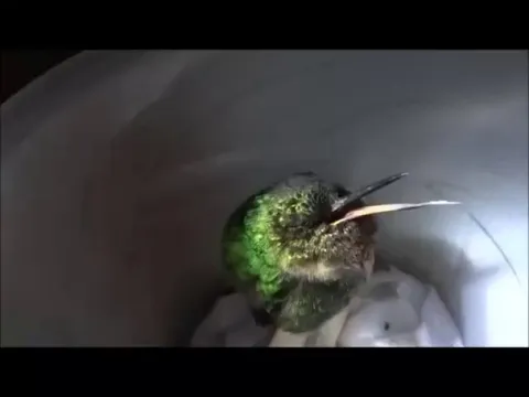 🔥 This is what a hummingbird snoring sounds like [turn sound up]