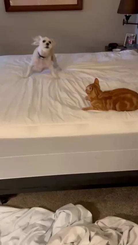 Every time I try and change the sheets on the bed.🙄