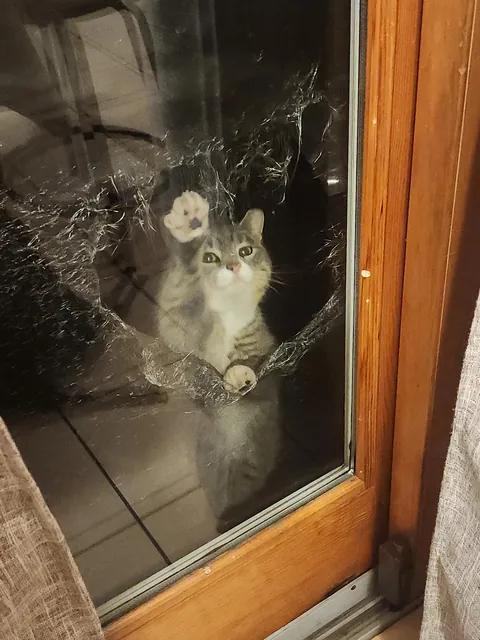 Feral/stray ripped balcony net