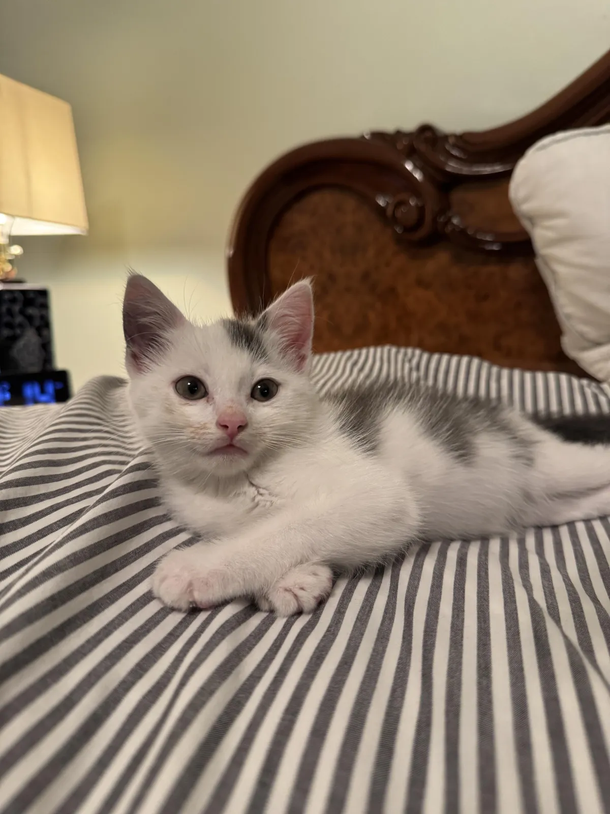 Arms crossed like a gentlemen