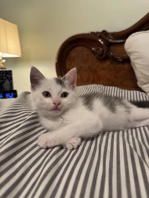 Arms crossed like a gentlemen