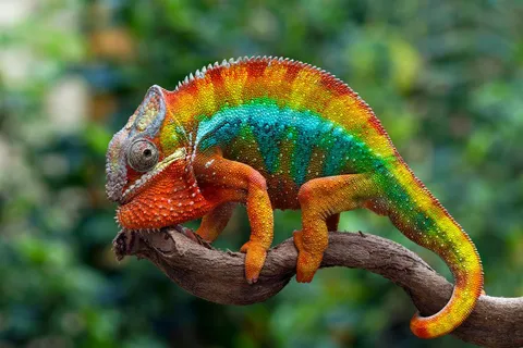 80% of animals found in Madagascar exist nowhere else on the planet