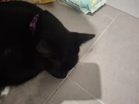 Im curious, does it mean somthing when your cat is constantly following you