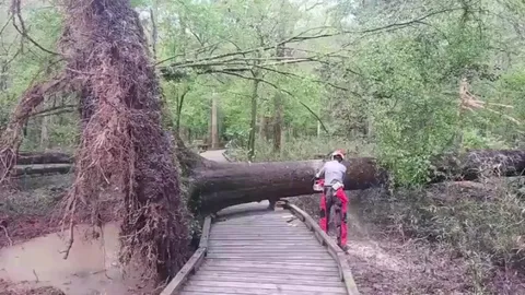 Fallen tree swings back into its old position after being cut in half