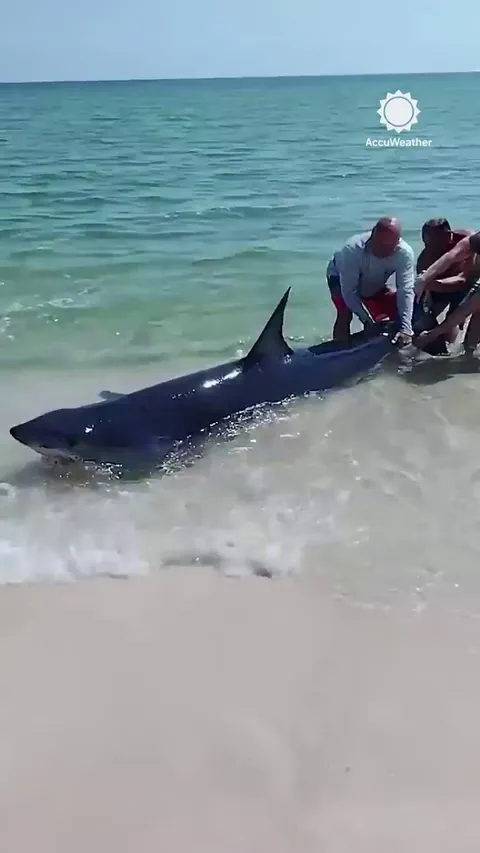 🔥 Group return a beached shark back into the water 🔥 