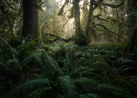 Fangorn - Vancouver Island - [OC] [1920×1384]