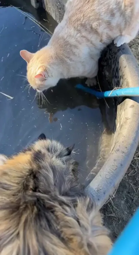 Hey... quit horsing around!