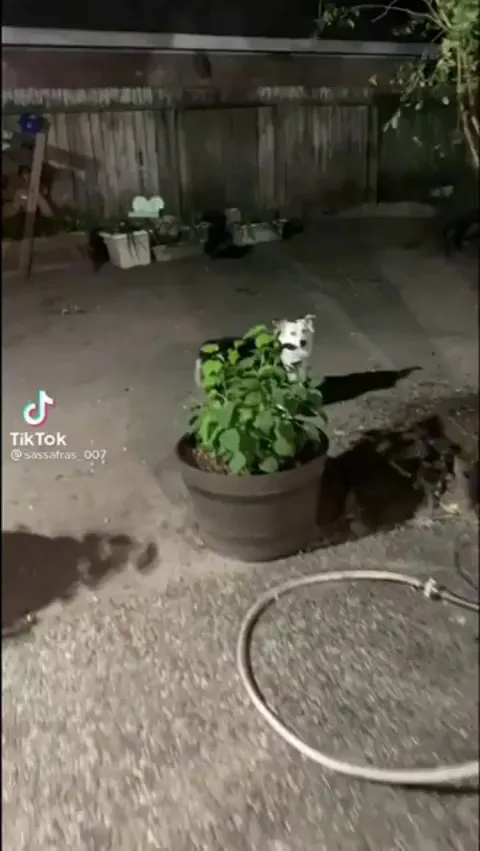 Dog doesn't want to let go of cicada buzzing in his mouth 😂