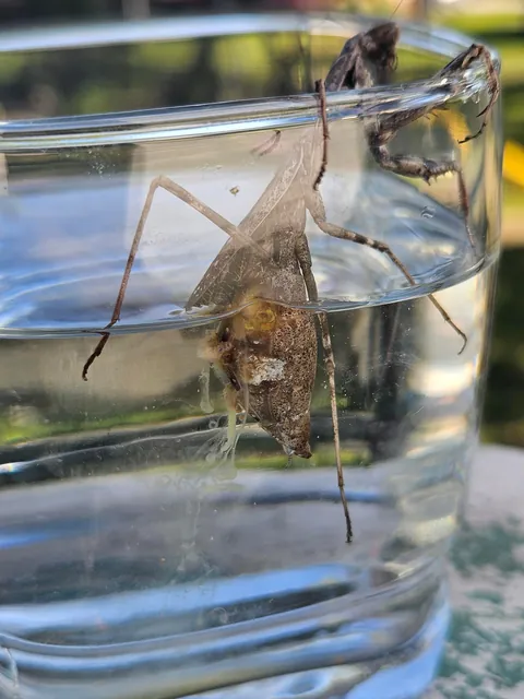 3rd update to parasite filled mantis!