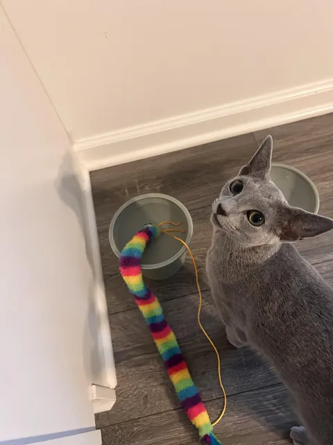 Why do cats put toys in their water bowls? 