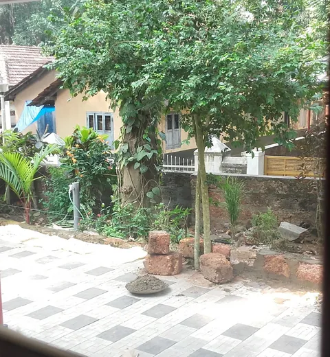 Dad spent almost 8 years transforming a random weed into this. Thought you guys might appreciate the effort.