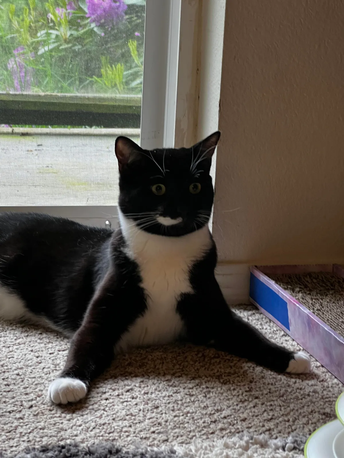 Show me the funniest pictures of your cats